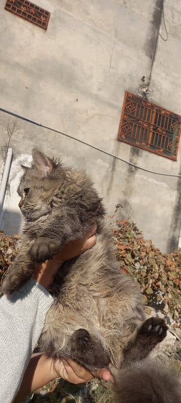 persion kitten tripple coated 1