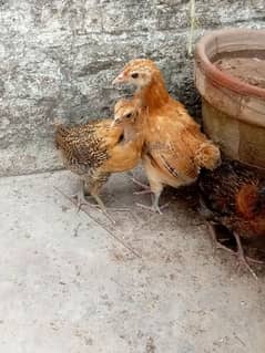 Golden mirsi chicks