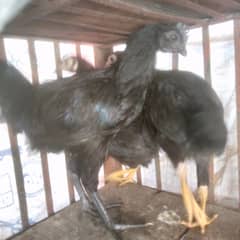 Ayam cmani Gry toung urgent sale home bread