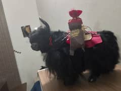 yak status