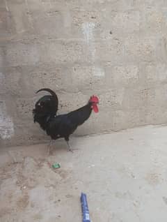 Australorp male.