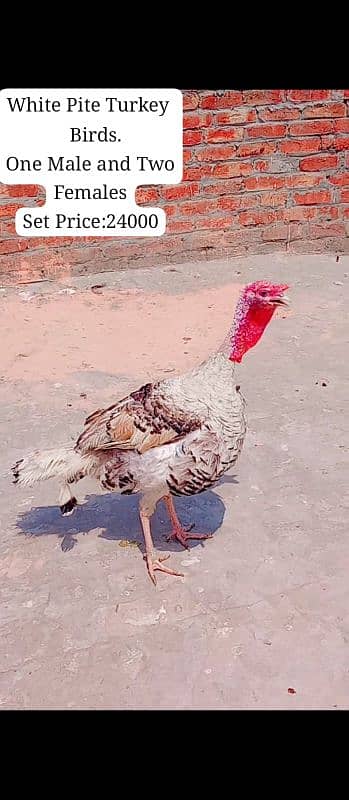 All colours turkey birds available at reasonable prices 0