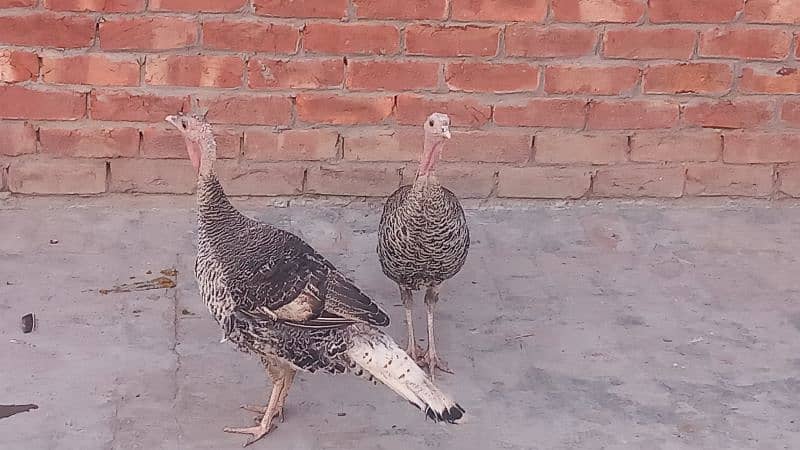 All colours turkey birds available at reasonable prices 1