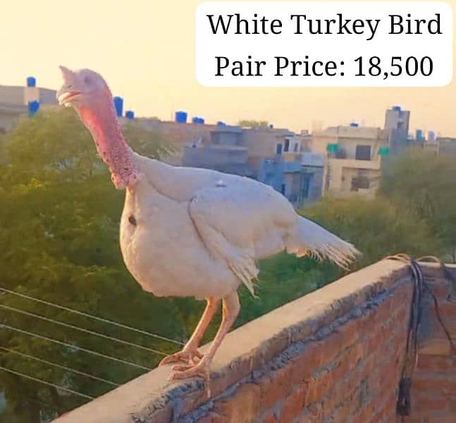 All colours turkey birds available at reasonable prices 2