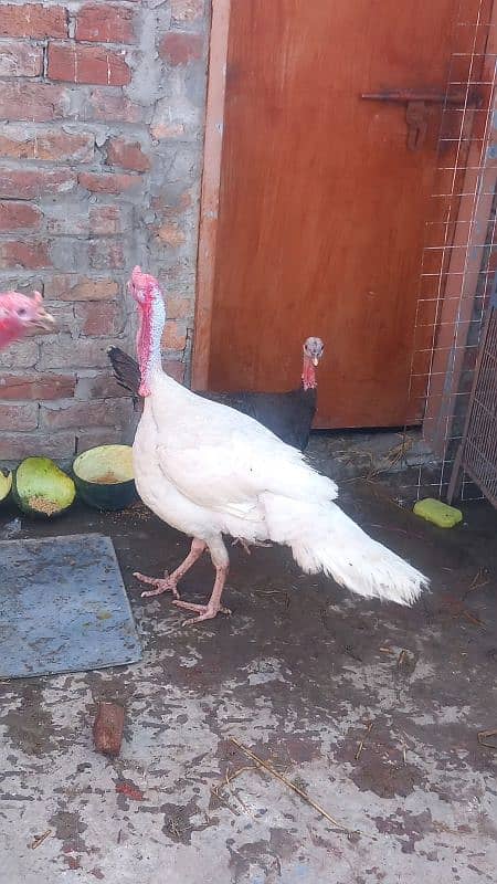 All colours turkey birds available at reasonable prices 3