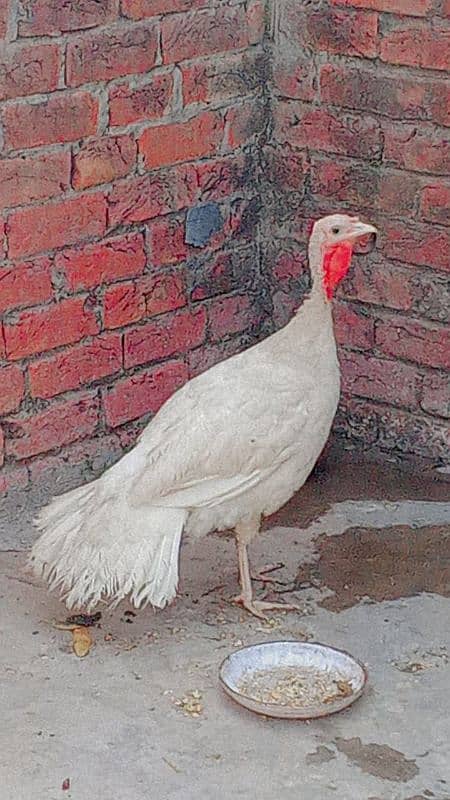 All colours turkey birds available at reasonable prices 4