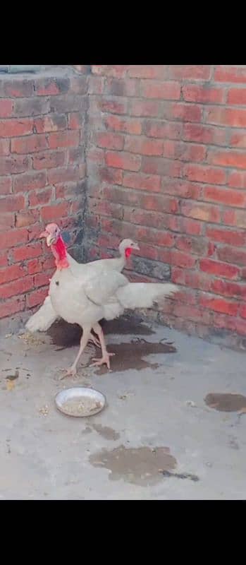 All colours turkey birds available at reasonable prices 5