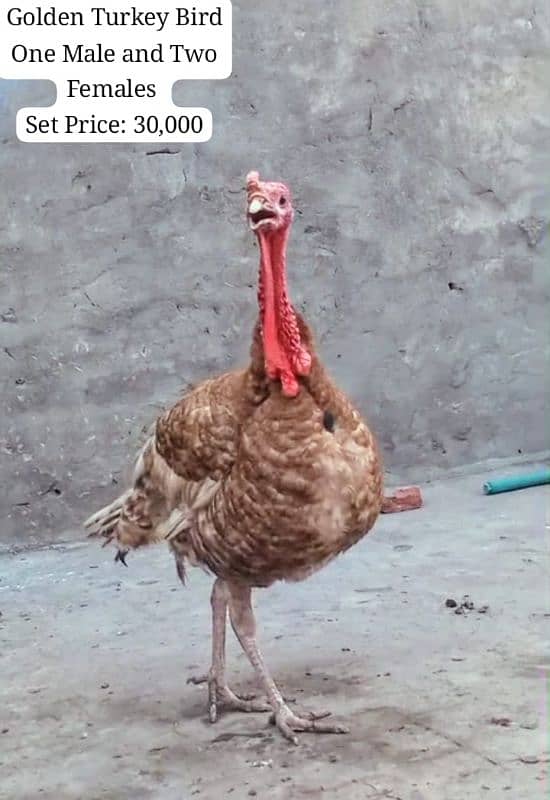 All colours turkey birds available at reasonable prices 6