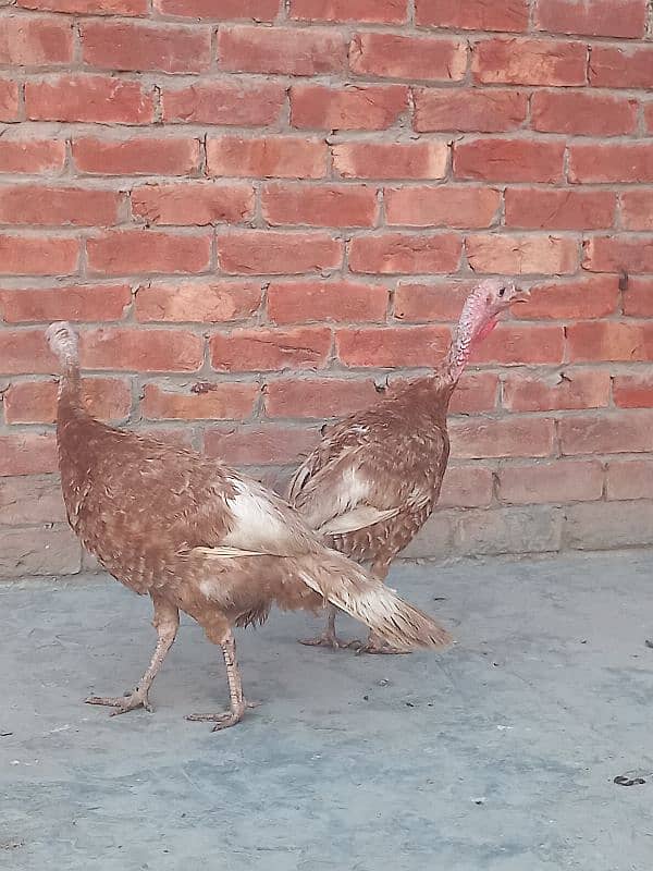 All colours turkey birds available at reasonable prices 7
