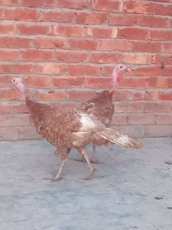 All colours turkey birds available at reasonable prices 8