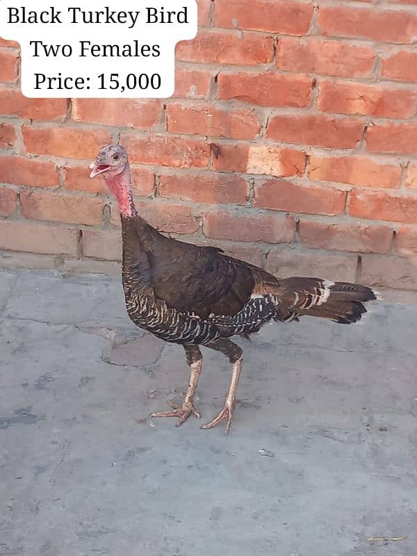 All colours turkey birds available at reasonable prices 9