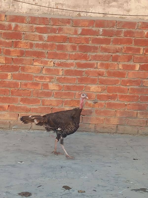 All colours turkey birds available at reasonable prices 10