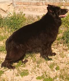 black shepherd top quality male for sale