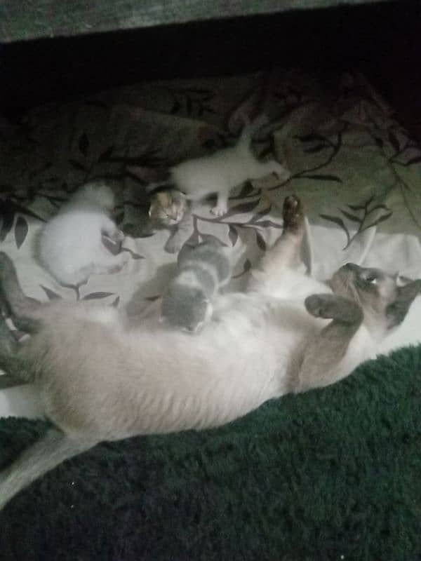 cat with 4 kitty's 0