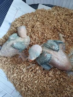 raw parrot pair