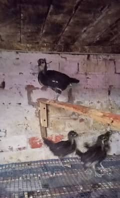 Australorp