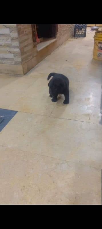 Labara Puppy Beautiful High quality 0
