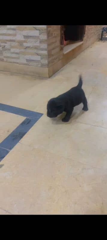 Labara Puppy Beautiful High quality 1