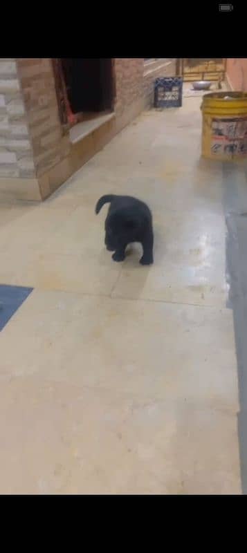 Labara Puppy Beautiful High quality 2