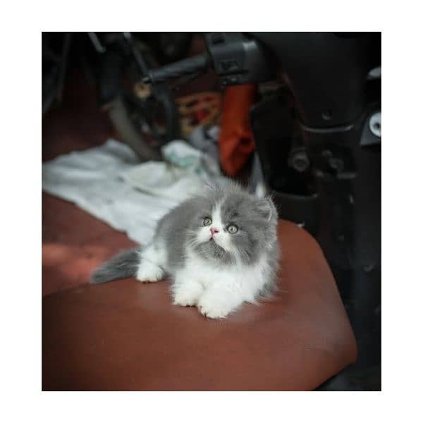 Persian hamalian british punch face piki face cat's and kitten's 8