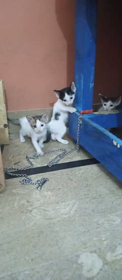 acah