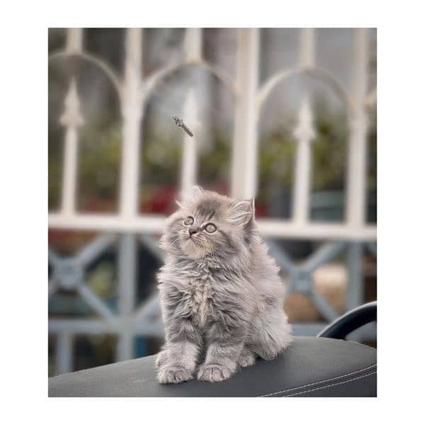Persian hamalian british punch face piki face cat's and kitten's 1