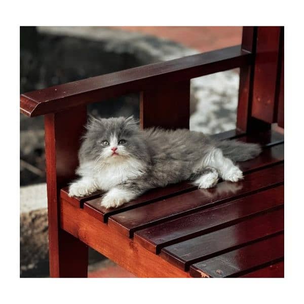 Persian hamalian british punch face piki face cat's and kitten's 0
