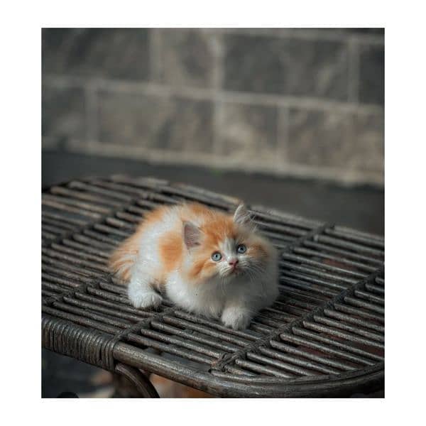 Persian hamalian british punch face piki face cat's and kitten's 3