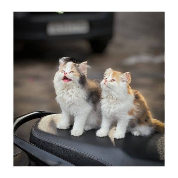 Persian hamalian british punch face piki face cat's and kitten's 7