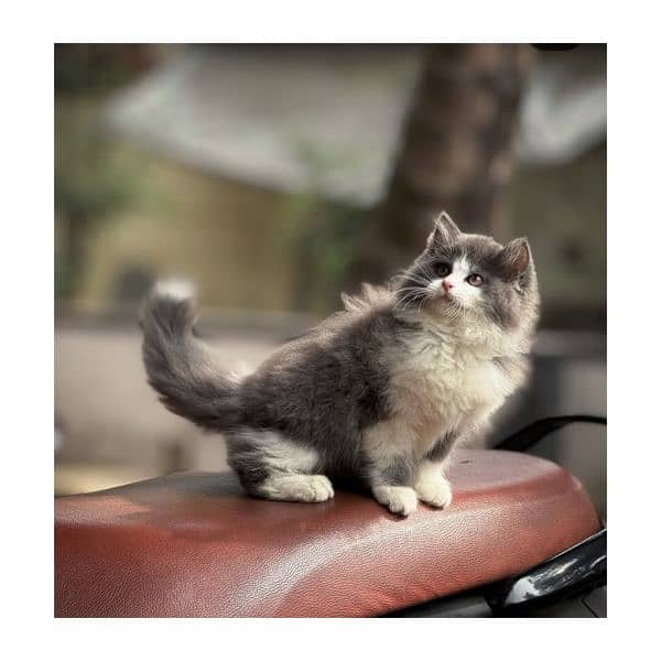 Persian hamalian british punch face piki face cat's and kitten's 10