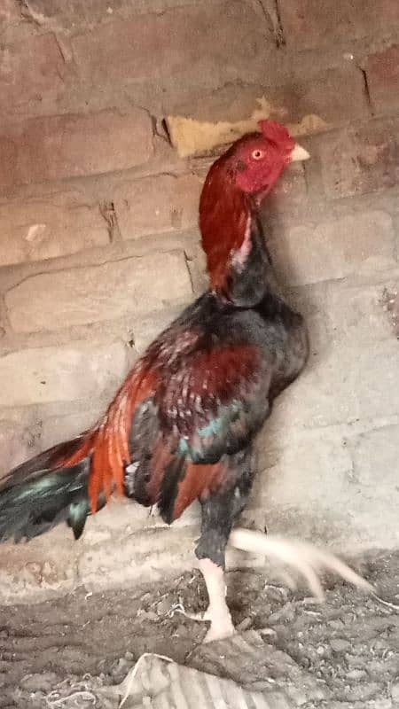 Pure mianwali Aseel 0