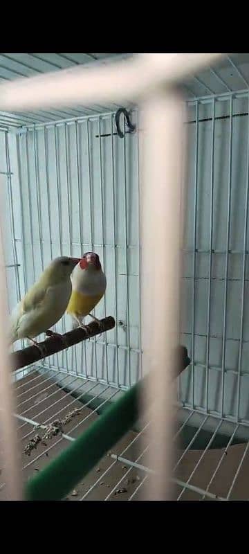 Gouldian pair for sale 0