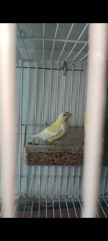 Gouldian pair for sale 1