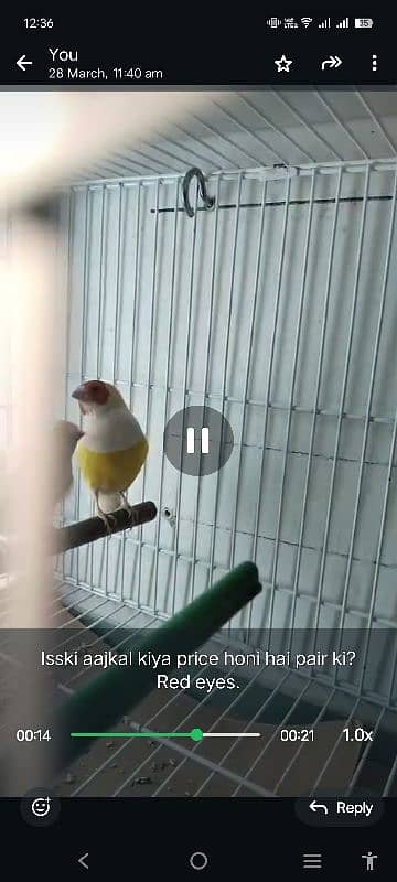 Gouldian pair for sale 2