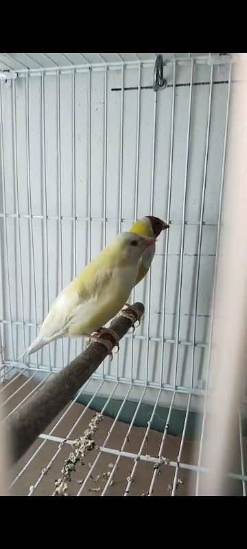 Gouldian pair for sale 3