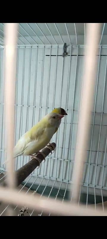Gouldian pair for sale 5