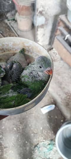 katha