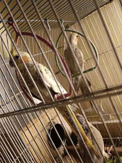 Cockatiel
