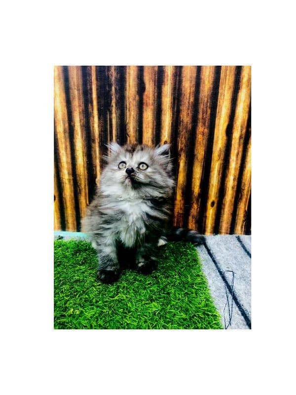 Persian hamalian british punch face piki face cat's and kitten's 7