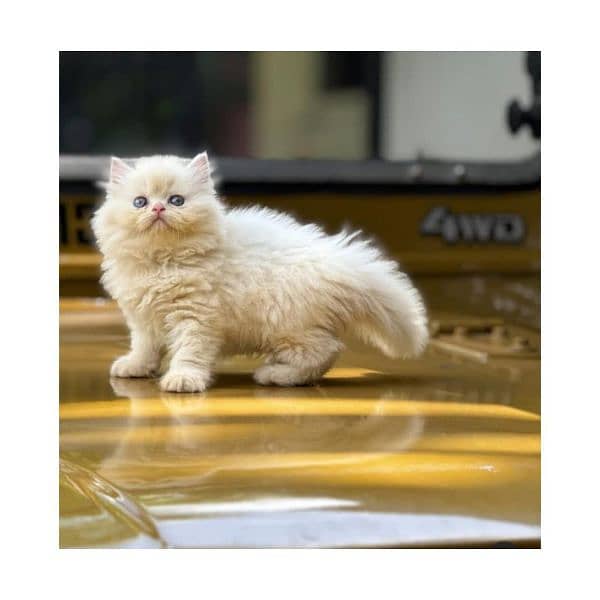 Persian hamalian british punch face piki face cat's and kitten's 0