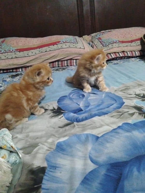 Persian kitten pair triple coated punch face 0