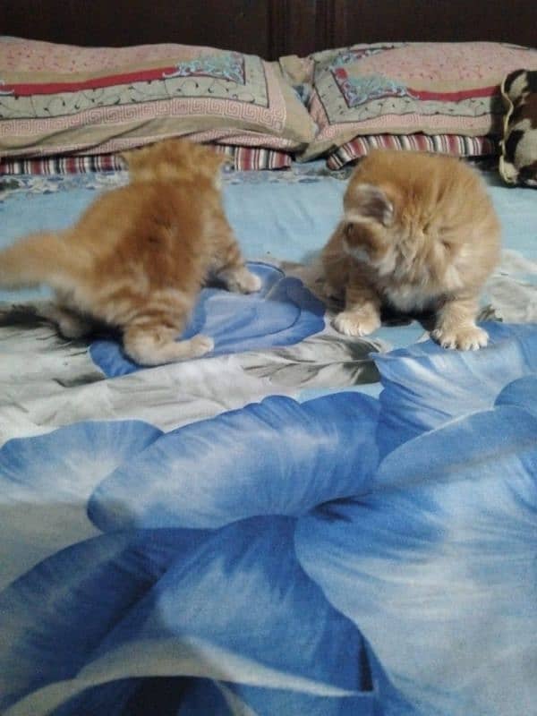 Persian kitten pair triple coated punch face 1