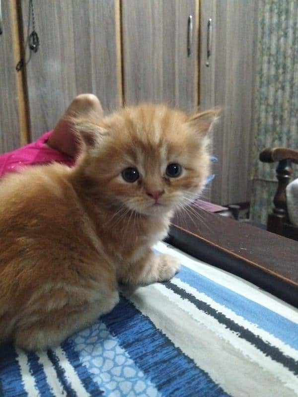 Persian kitten pair triple coated punch face 3