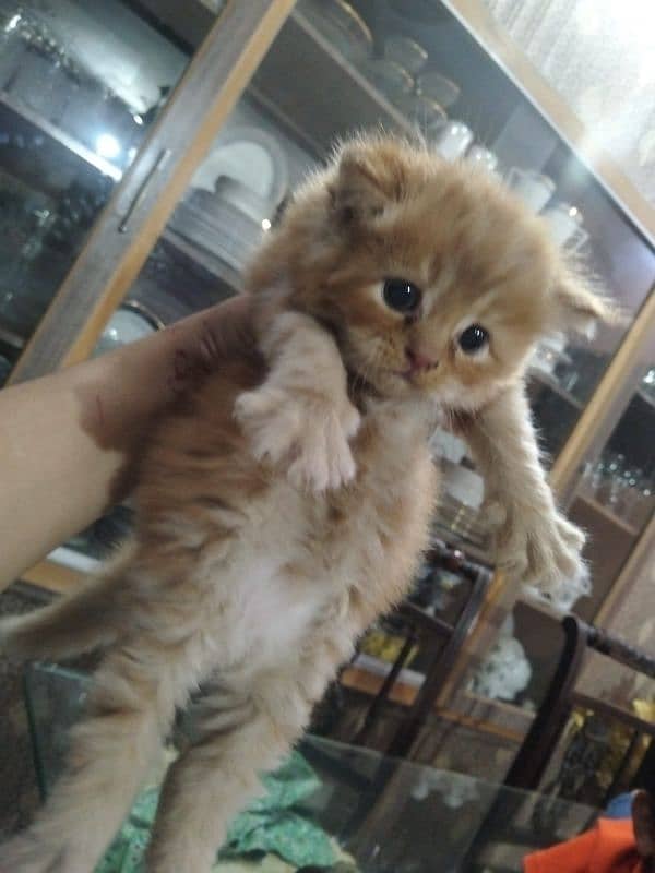 Persian kitten pair triple coated punch face 4