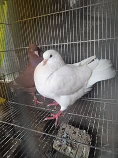 king pigeon pair