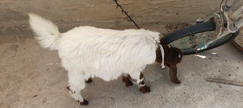 The Two special goats 0