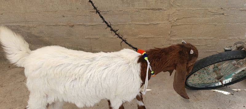 The Two special goats 2