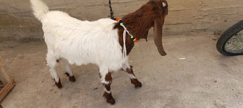 The Two special goats 4