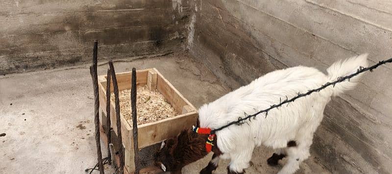 The Two special goats 5