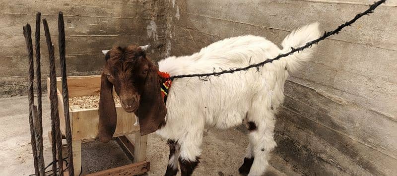 The Two special goats 6